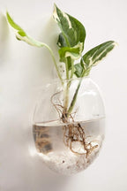 Mkono Wall Hanging Glass Terrariums Planter Oblate Flower Vase - Image 5