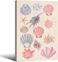 Pink Shell Posters Funky Coastal Cowgirl Wall Art Vintage Beach House by Unknown