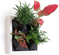 Self Watering Wall Planter by Inspiration+Jungle