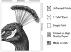Poster Master Vintage Peacock Poster - Image 2