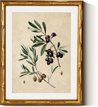 InSimSea Gold Bamboo Framed Canvas Wall Art, Vintage Olives Botanical Prints by InSimSeaArt