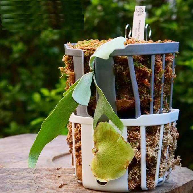 Staghorn Fern Mount Wall Planter Basket Vertical Orchid Hanging Planter - Image 2