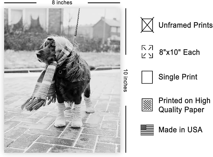 Poster Master Vintage Dog Dressed - Image 2