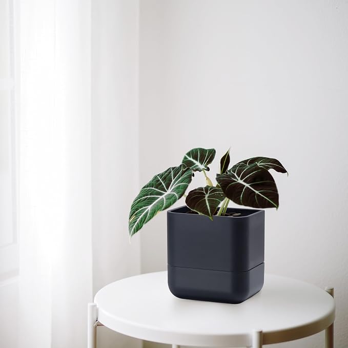 Phoenix Vine 6.5 Inch Wall Mounted Self-Watering Planter Pot - Image 8