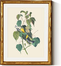 InSimSea Gold Bamboo Framed Canvas Wall Art, Vintage Bird Botanical Paintings by InSimSeaArt