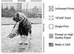 Poster Master Vintage Dog Dressed - Image 2