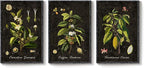Large Vintage Framed Botanical Wall Art, 3 Piece Dark Green Plant Canvas Prints - Image 9