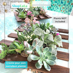 ShopLaLa Wall Planter - Image 3
