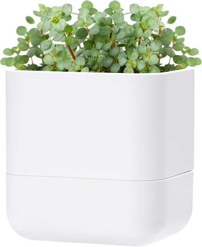 Phoenix Vine 6.5 Inch Wall Mounted Self-Watering Planter Pot by Phoenix+Vine