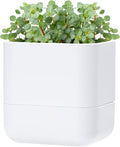 Phoenix Vine 6.5 Inch Wall Mounted Self-Watering Planter Pot by Phoenix+Vine