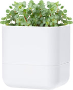 Phoenix Vine 6.5 Inch Wall Mounted Self-Watering Planter Pot by Phoenix+Vine