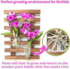 ShopLaLa Wall Planter – Wooden Air Plant Succulent Holder Hanger Indoor Outdoor - Image 5