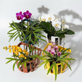 Staghorn Fern Mount Wall Planter Basket Vertical Orchid Hanging Planter by Unknown