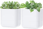 Phoenix Vine 6.5 Inch Wall Mounted Self-Watering Planter Pot by Phoenix+Vine