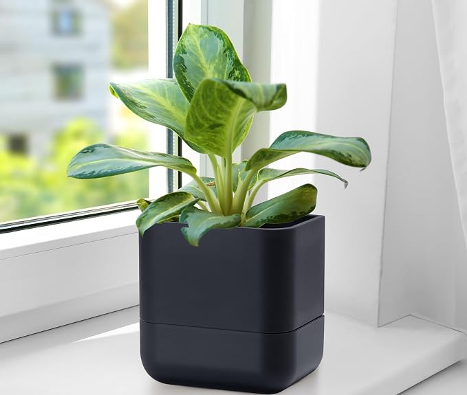 Phoenix Vine 6.5 Inch Wall Mounted Self-Watering Planter Pot - Image 8