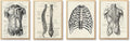 Ohhvvow Human Anatomy Artwork Medical Wall Art Canvas, 12 * 18 Inch Muscle by Ohhvvow