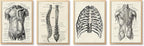 Ohhvvow Human Anatomy Artwork Medical Wall Art Canvas, 12 * 18 Inch Muscle by Ohhvvow