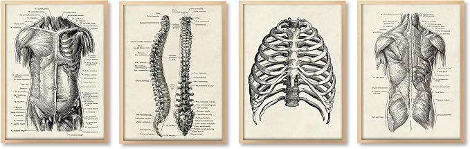 Ohhvvow Human Anatomy Artwork Medical Wall Art Canvas, 12 * 18 Inch Muscle by Ohhvvow