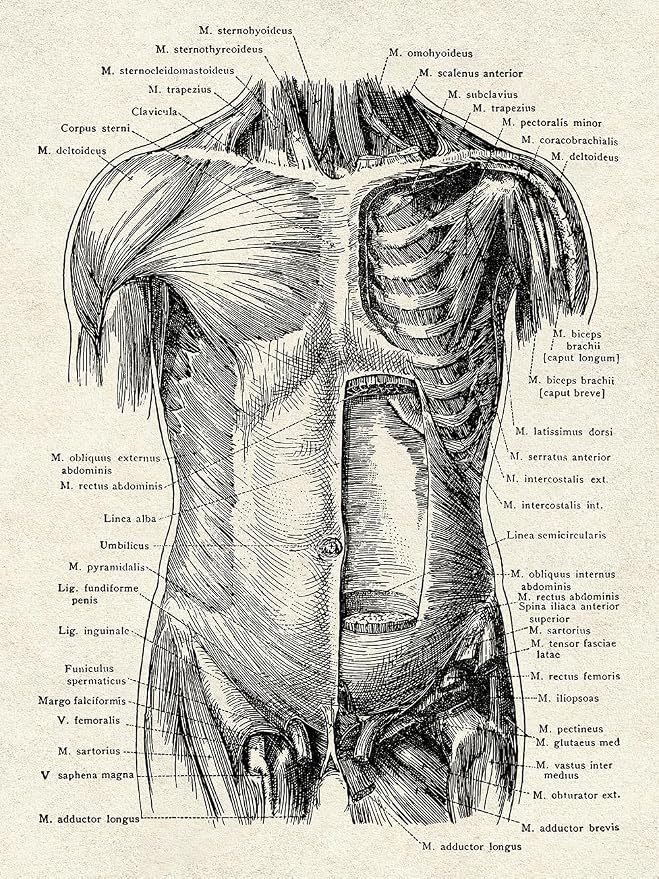 Ohhvvow Human Anatomy Artwork Medical Wall Art Canvas, 8 * 10 Inch Muscle - Image 3