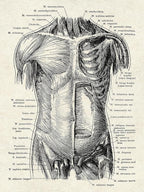 Ohhvvow Human Anatomy Artwork Medical Wall Art Canvas, 8 * 10 Inch Muscle - Image 3