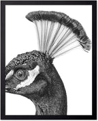 Poster Master Vintage Peacock Poster by PosterMaster