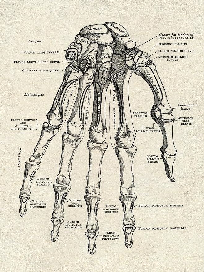 Ohhvvow Human Anatomy Artwork Medical Wall Art Canvas, 12 * 18 Inch Muscle - Image 6