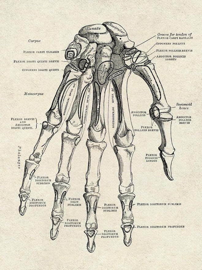 Ohhvvow Human Anatomy Artwork Medical Wall Art Canvas, 8 * 10 Inch Muscle - Image 6