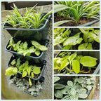 Maxona Vertical Garden Planter - Image 6