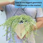 LaLaGreen Wall Planters for Indoor Plants - Image 4