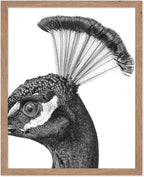 Poster Master Vintage Peacock Poster by PosterMaster