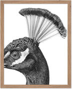 Poster Master Vintage Peacock Poster by PosterMaster