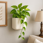 Phoenix Vine 6.5 Inch Wall Mounted Self-Watering Planter Pot - Image 4
