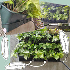 Maxona Vertical Wall Planter for Indoor Plant-Walls Mounted Pot - Image 5