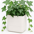 Phoenix Vine 6.5 Inch Wall Mounted Self-Watering Planter Pot by Phoenix+Vine