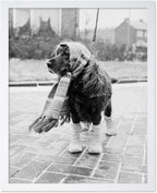 Poster Master Dog Dressed for Winter Print by PosterMaster