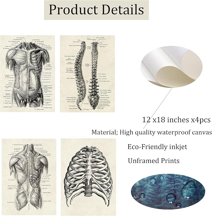 Ohhvvow Human Anatomy Artwork Medical Wall Art Canvas, 12 * 18 Inch Muscle - Image 2