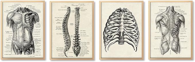 Ohhvvow Human Anatomy Artwork Medical Wall Art Canvas, 8 * 10 Inch Muscle by Ohhvvow