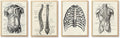 Ohhvvow Human Anatomy Artwork Medical Wall Art Canvas, 8 * 10 Inch Muscle by Ohhvvow