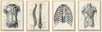 Ohhvvow Human Anatomy Artwork Medical Wall Art Canvas, 8 * 10 Inch Muscle by Ohhvvow