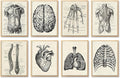 Ohhvvow Human Anatomy Artwork Medical Wall Art Canvas, 8 * 10 Inch Muscle by Ohhvvow