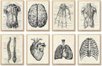 Ohhvvow Human Anatomy Artwork Medical Wall Art Canvas, 8 * 10 Inch Muscle by Ohhvvow