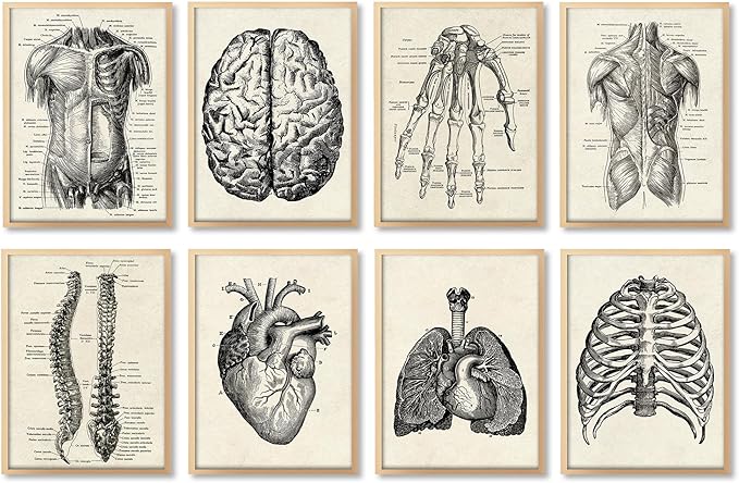 Ohhvvow Human Anatomy Artwork Medical Wall Art Canvas, 8 * 10 Inch Muscle by Ohhvvow