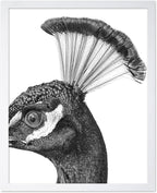 Poster Master Vintage Peacock Poster by PosterMaster