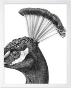Poster Master Vintage Peacock Poster by PosterMaster