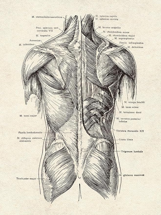 Ohhvvow Human Anatomy Artwork Medical Wall Art Canvas, 8 * 10 Inch Muscle - Image 6