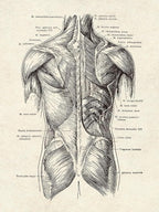 Ohhvvow Human Anatomy Artwork Medical Wall Art Canvas, 12 * 18 Inch Muscle - Image 6