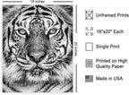 Poster Master Tiger Print - Image 2