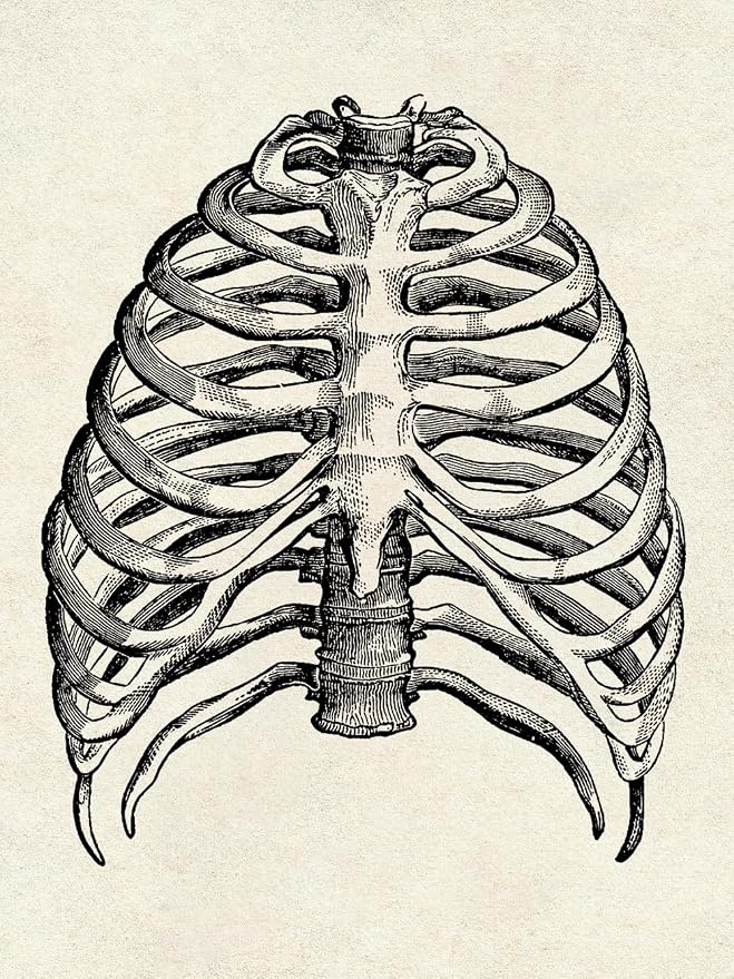 Ohhvvow Human Anatomy Artwork Medical Wall Art Canvas, 12 * 18 Inch Muscle - Image 5