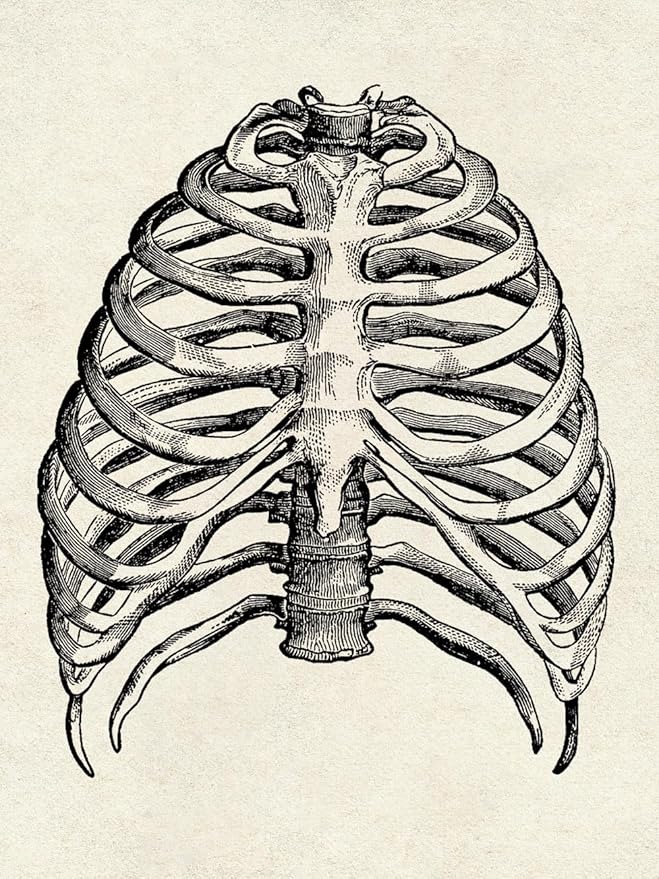 Ohhvvow Human Anatomy Artwork Medical Wall Art Canvas, 8 * 10 Inch Muscle - Image 5
