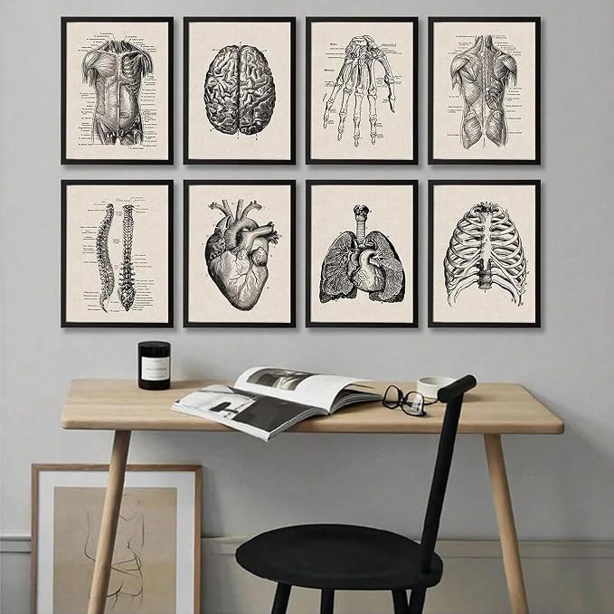 Ohhvvow Human Anatomy Artwork Medical Wall Art Canvas, 8 * 10 Inch Muscle - Image 6